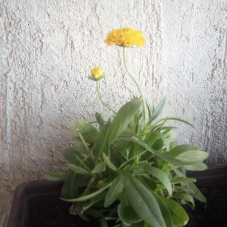 Butterfly - For Rest And Relaxation 斯普利特